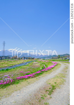 [農夫川公園] 北阿爾卑斯與芝櫻 [大町市] 126521316