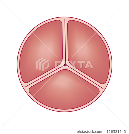 Medical illustration shows normal aortic valve. Vector illustration 126521343