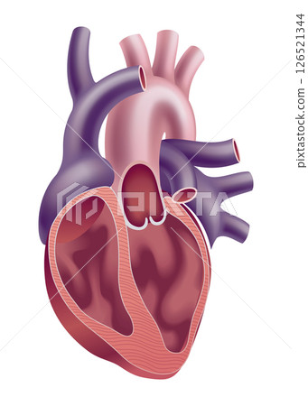 A Detailed and Informative Anatomical Illustration Depicting the Human Heart and Its Blood Vessels 126521344