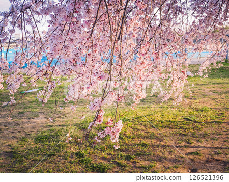 Landscape with weeping cherry blossoms 126521396