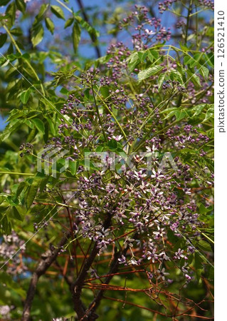 China tree flower, May 2025 126521410