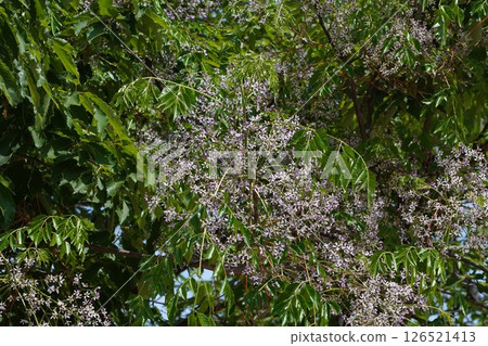 China tree flower, May 2025 126521413