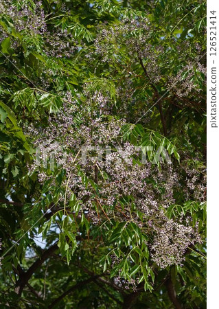 中國樹花，2025年5月 126521414