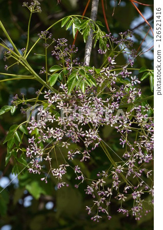 China tree flower, May 2025 China tree flower, May 2025 126521416