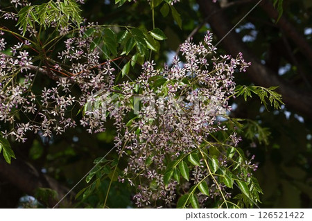 China tree flower, May 2025 126521422