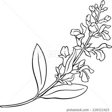 Sage Plant with Flowers and Leaves Outline Illustration 126521425