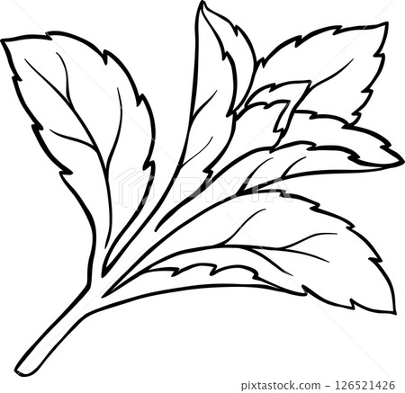 Stevia Branch Plant with Leaves Outline Illustration. Natural sweetener for health care, sugar substitute. Organic nutritional dietary supplement. 126521426