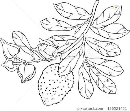 Soursop Branch Outline Illustration Soursop Branch Outline Illustration 126521431