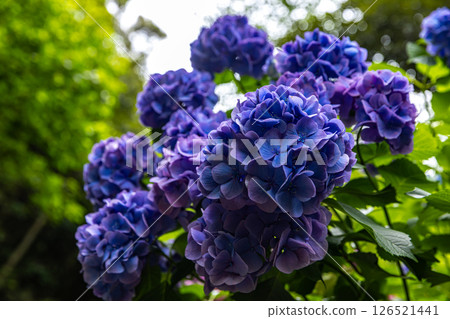 Hydrangeas at Shimoda Park, Shimoda City, Shizuoka Prefecture Hydrangeas at Shimoda Park, Shimoda City, Shizuoka Prefecture 126521441