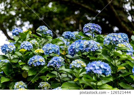 靜岡縣下田市下田公園的繡球花 126521444