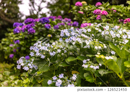 Hydrangeas at Shimoda Park, Shimoda City, Shizuoka Prefecture 126521450