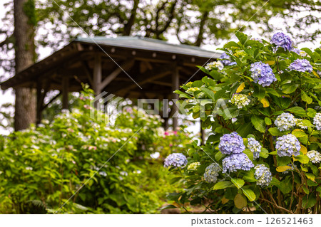 靜岡縣下田市下田公園的繡球花 126521463