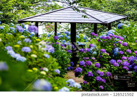 Hydrangeas at Shimoda Park, Shimoda City, Shizuoka Prefecture Hydrangeas at Shimoda Park, Shimoda City, Shizuoka Prefecture 126521502