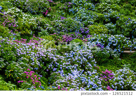 Hydrangeas at Shimoda Park, Shimoda City, Shizuoka Prefecture 126521512