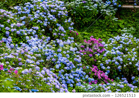 Hydrangeas at Shimoda Park, Shimoda City, Shizuoka Prefecture 126521513