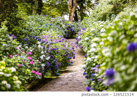 Hydrangeas at Shimoda Park, Shimoda City, Shizuoka Prefecture 126521514