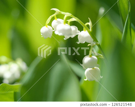 White lily of the valley flowers in full bloom 126521548
