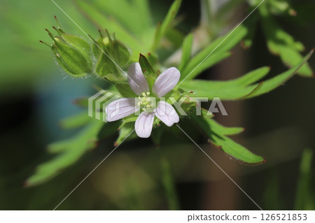 Small pale pink flowers of the American geranium blooming on the roadside in spring Small pale pink flowers of the American geranium blooming on the roadside in spring 126521853