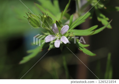 春天路邊盛開的美國天竺葵淡粉紅色小花 春天路邊盛開的美國天竺葵淡粉紅色小花 126521854
