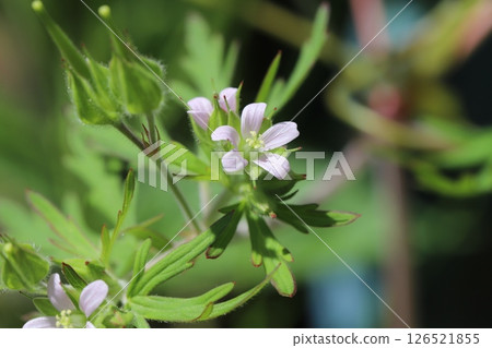 Small pale pink flowers of the American geranium blooming on the roadside in spring 126521855