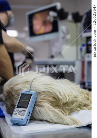 A veterinarian monitors a dog's vital signs on the operating table using a handheld device while a medical screen displays information during a procedure at a clinic. Dog undergoing surgery. 126522647