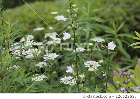  White flower 126522655