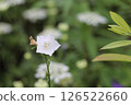  White flower 126522660