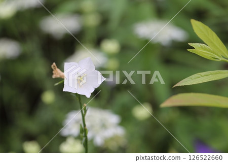  White flower 126522660