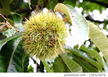 栗子掛在樹枝上 126522678