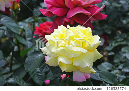 玫瑰 126522774