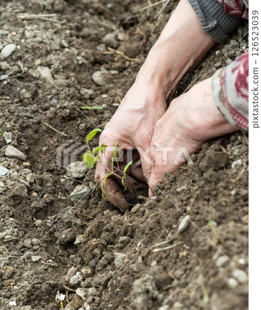 Planting tomato seedlings in the ground by hand. Agriculture. 126523039