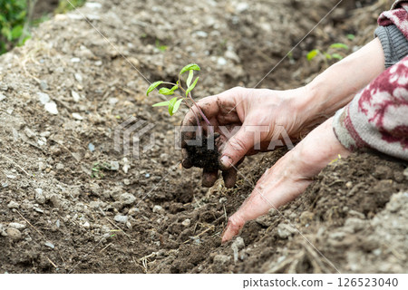 Planting tomato seedlings in the ground by hand. Agriculture. Planting tomato seedlings in the ground by hand. Agriculture. 126523040
