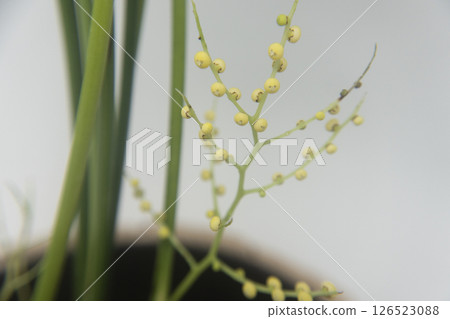 Table palm flower Table palm flower 126523088