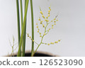 表棕櫚花 126523090
