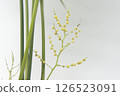 表棕櫚花 126523091