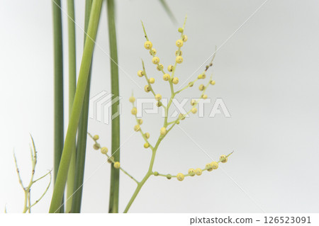 表棕櫚花 126523091