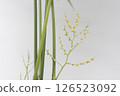 表棕櫚花 126523092