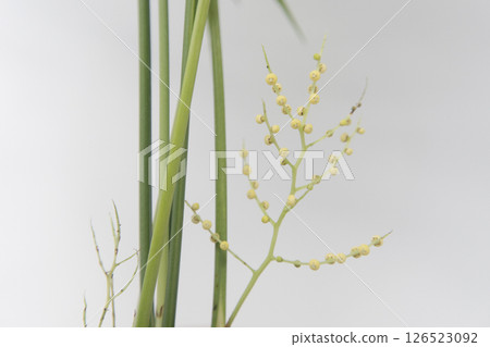 Table palm flower Table palm flower 126523092