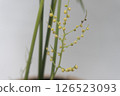 表棕櫚花 126523093