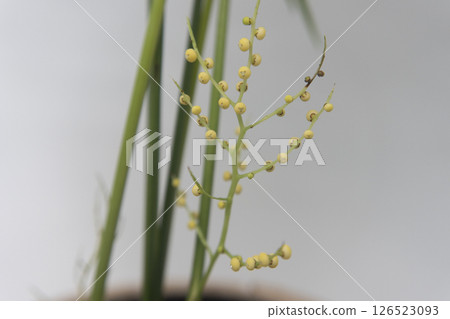 Table palm flower Table palm flower 126523093