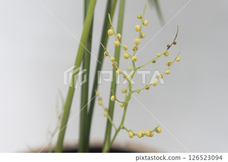 表棕櫚花 126523094