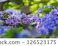 Hydoya的繡球花 126523175