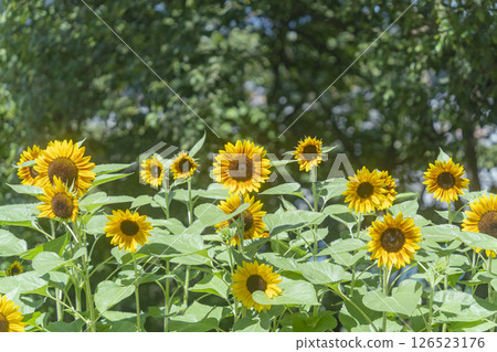 Umami Hill Park Sunflowers Umami Hill Park Sunflowers 126523176