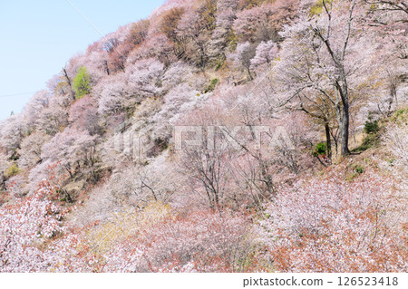 吉野，壯觀的春天景色，美麗的中千本櫻花盛開，奈良縣 126523418