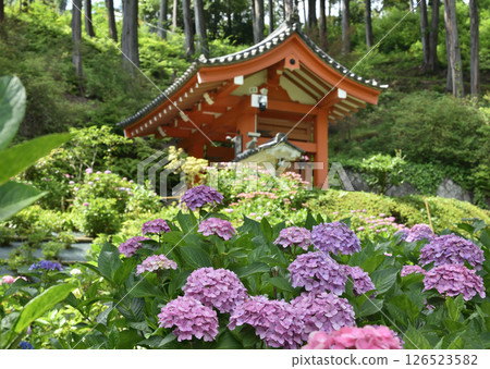 Mimuroto Temple's Hydrangea Garden: Purple hydrangeas and the temple gate (Uji, Kyoto Prefecture) 126523582
