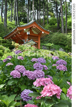 三室戶寺繡球花園：紫色繡球花和寺廟大門（京都府宇治市） 126523583