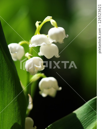 葉子旁盛開的白色鈴蘭花 葉子旁盛開的白色鈴蘭花 126523621