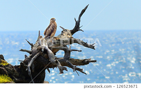 海灘上的黑鳶 126523671