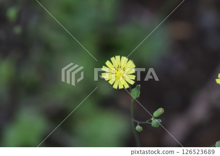 Yellow Onitahirako flowers blooming on the roadside in spring 126523689