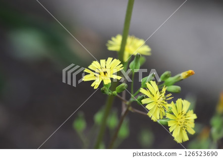 春天路邊盛開的黃色鬼平花 126523690